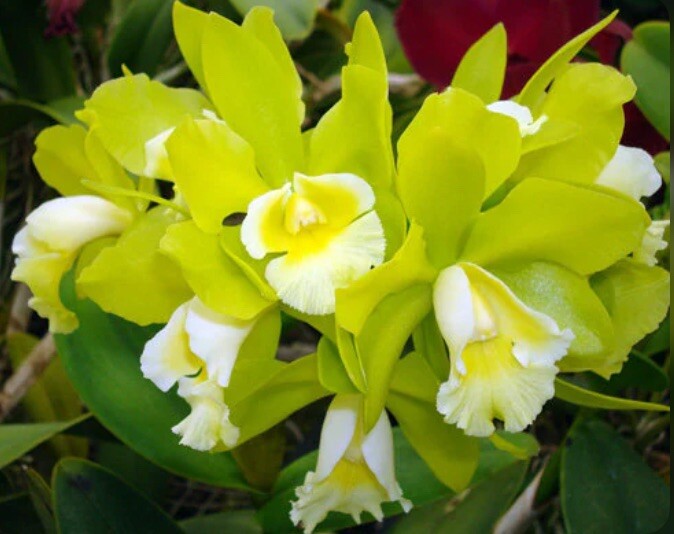 Rlc Hawaiian Passion ‘Carmela’ Green White Fragrant Mericlone Orchid 4” RePot