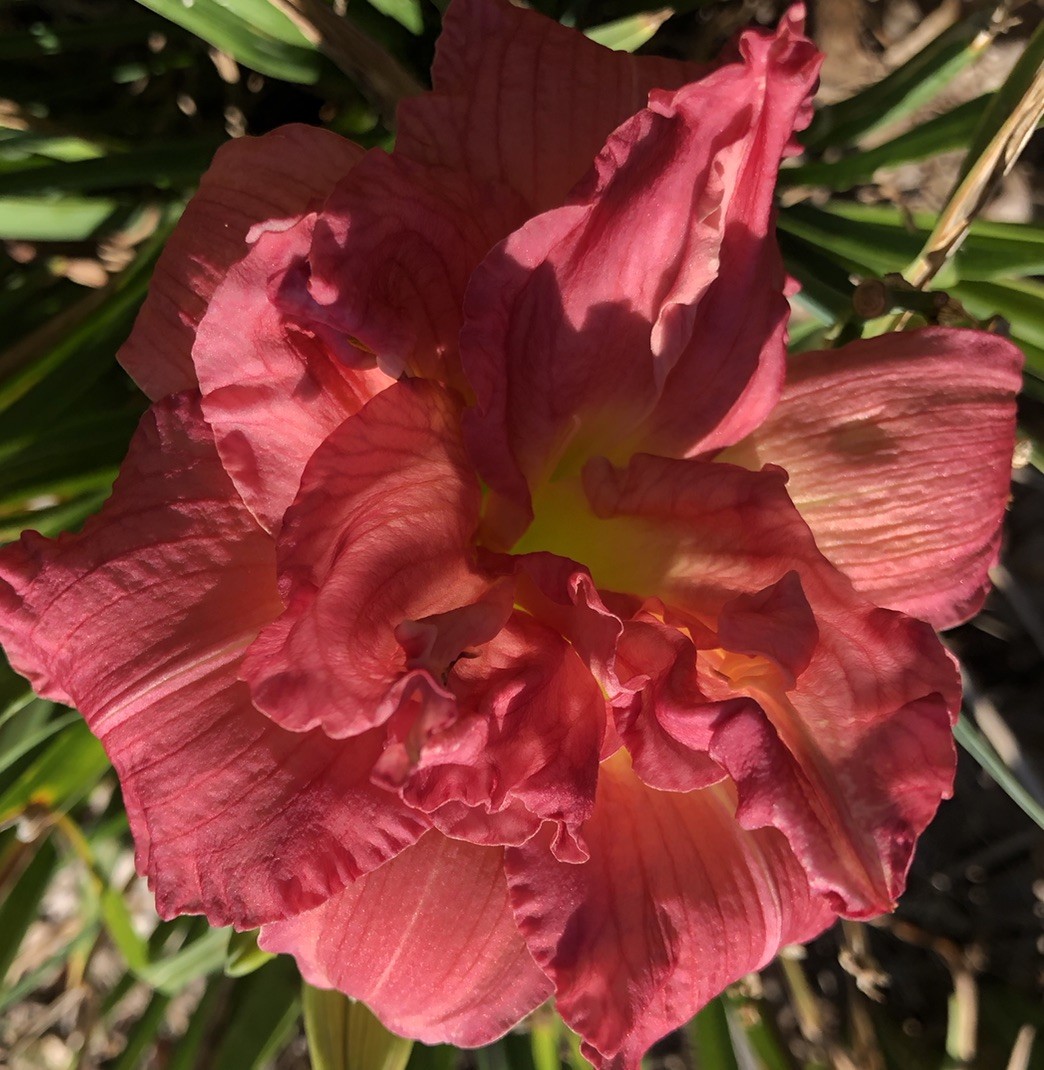 Daylily Zona Rosa