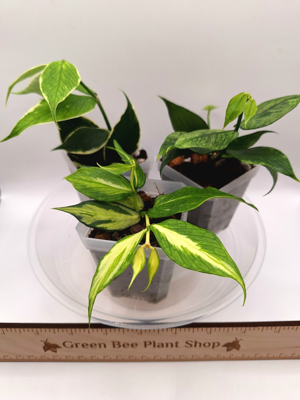 Hoya Polyneura Trio: Inner, Outer & Broget Variegated – All Rooted & Growing