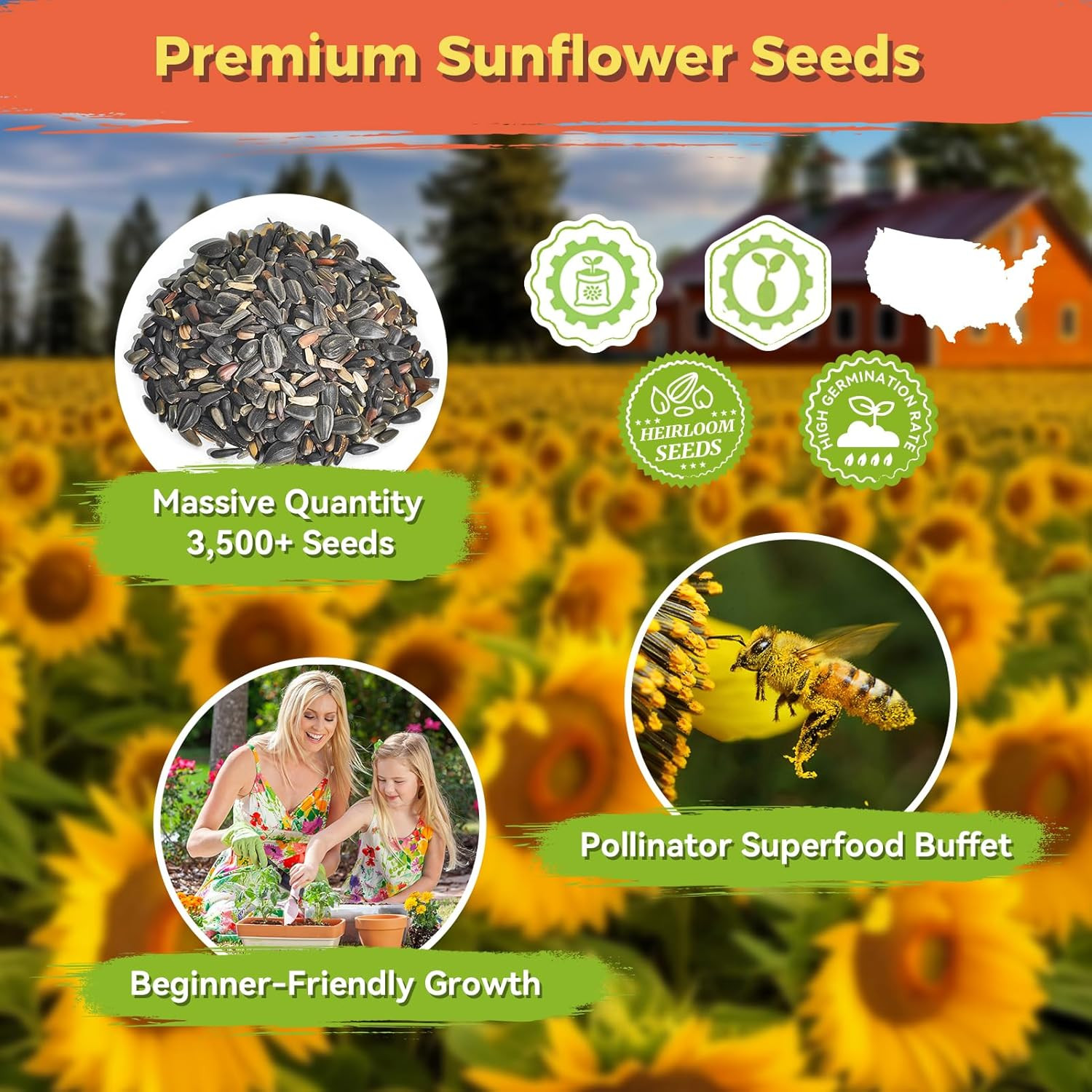Sunflower Seeds for Planting | Giant Mammoth Sunflower Bulk Packet 3000+ Heir…