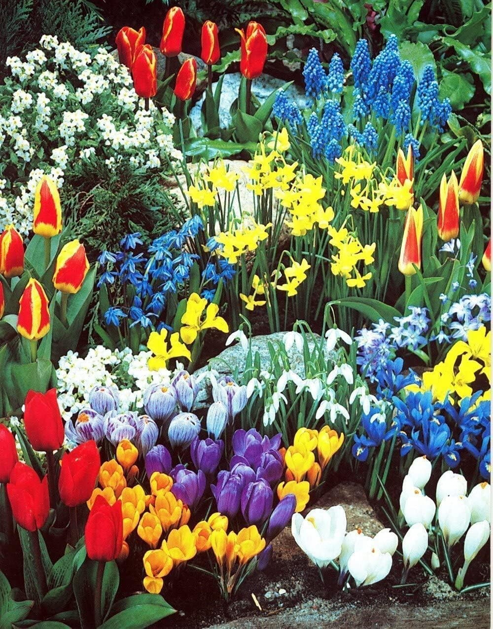 Spring Flower Garde Kit Fall Bulbs for Planting (50 Bulbs)