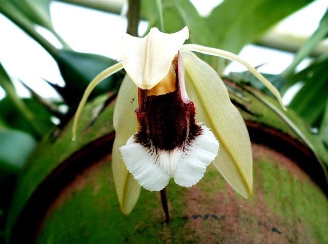 Blooming Size Fragrant Orchid Species Coelogyne speciosa