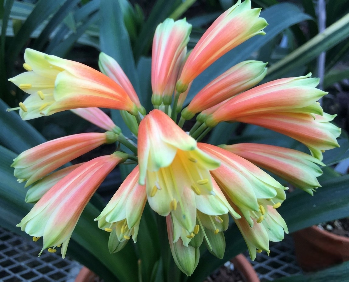 Clivia green throat orange interspecific hybrid x Magic Light one plant