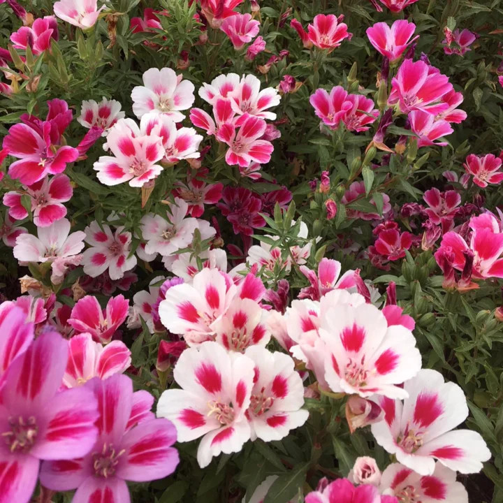 Farewell to Spring Godetia Seeds |Clarkia Amoena PinkRed Cherry Flower Seed 2024