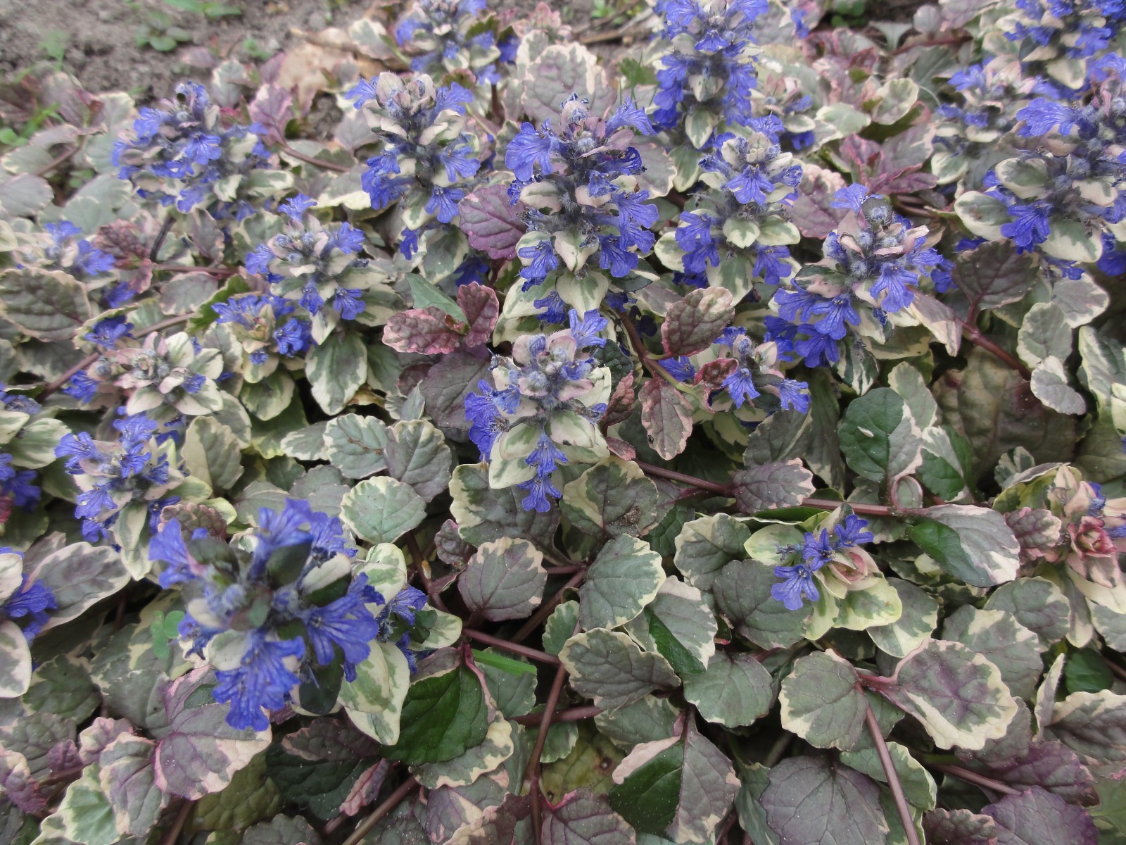 Ajuga Burgundy Glow 40 Plants in 3-1/2 inch Pots