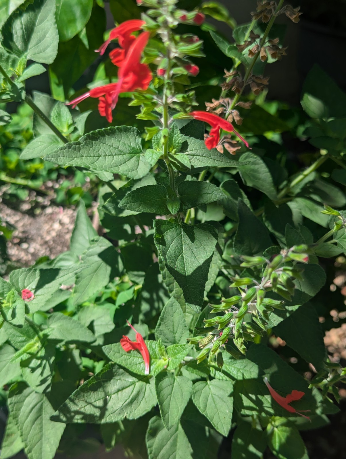 25 Pineapple Sage Seeds SALVIA ELEGANS Florida grown, Fresh Harvest FREE SHIP