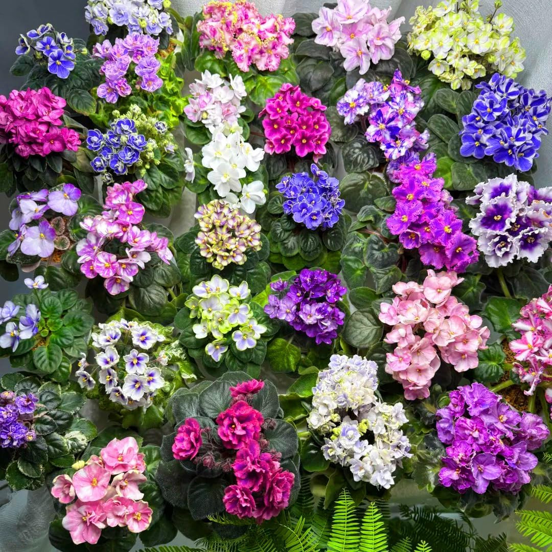 African Violet Seeds for Planting, 50Pcs African Violet Saintpaulia Perennial Fl