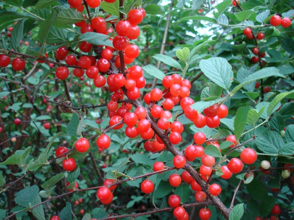 1 DORMANT Nanking bush red cherry, rooted plant. Zones 2-7 Prunus tomentosa