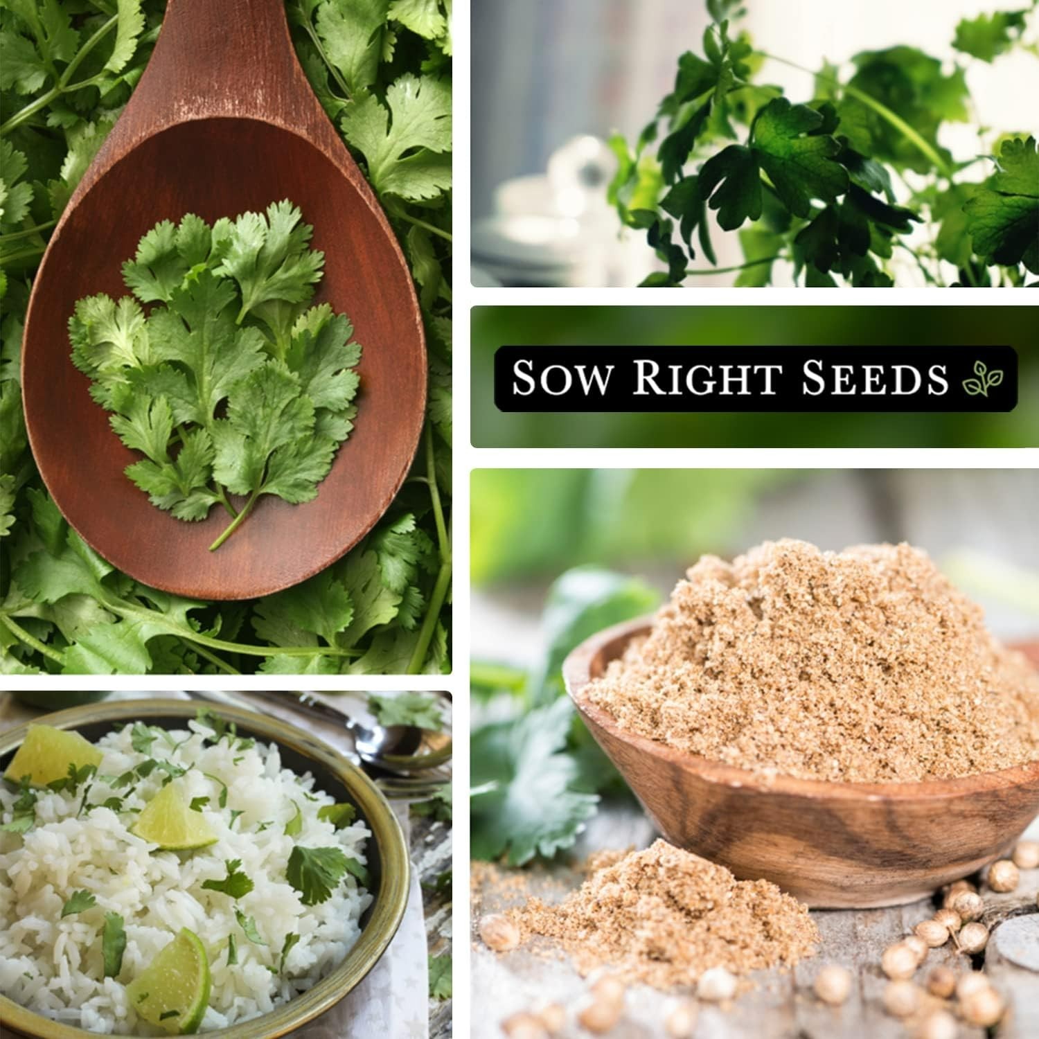 Cilantro Seeds for Planting – Non-GMO Heirloom Packet with Instructions to Gr…
