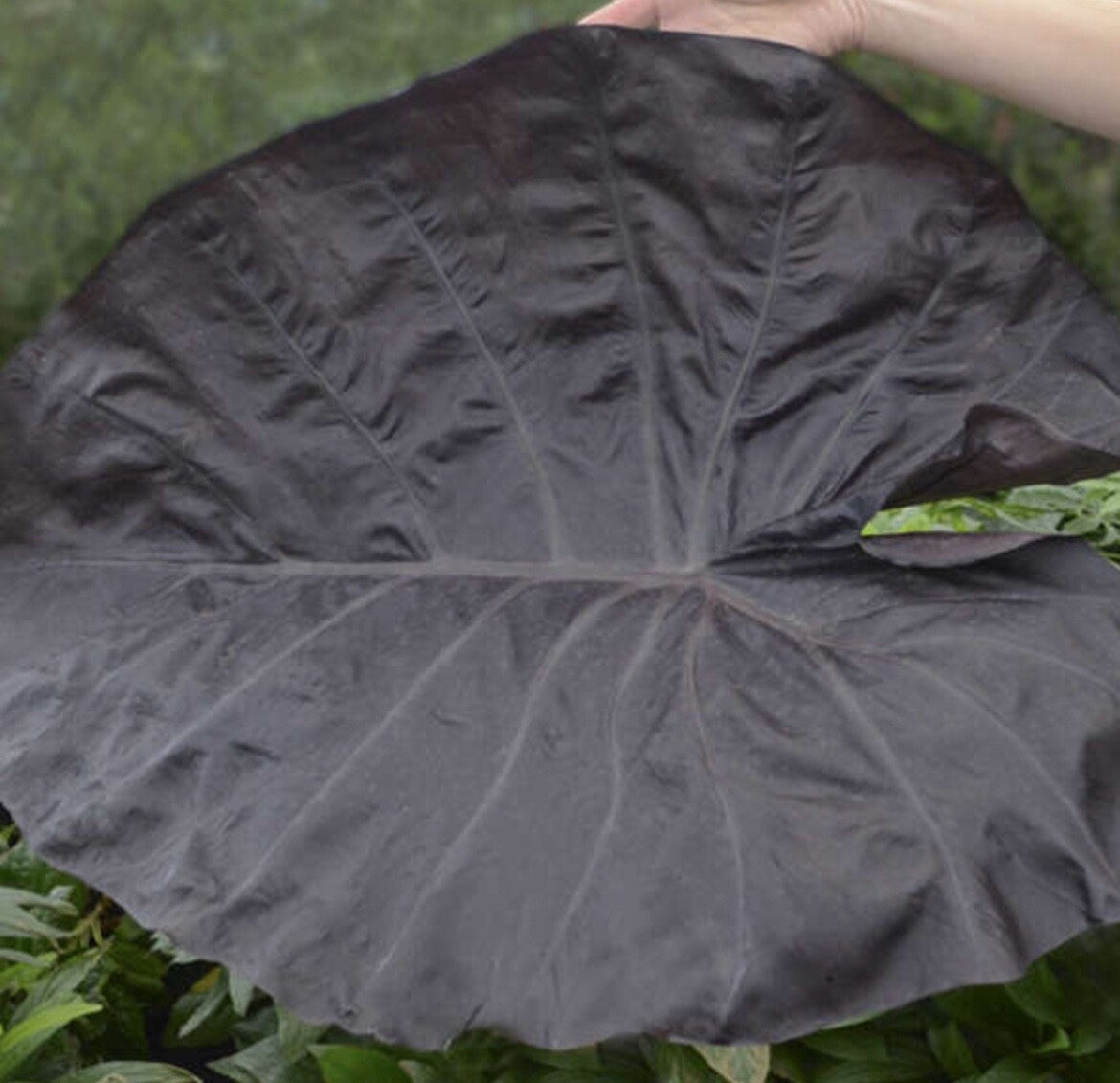 AUTHENTIC Colocasia Black Swan 1 bulbs