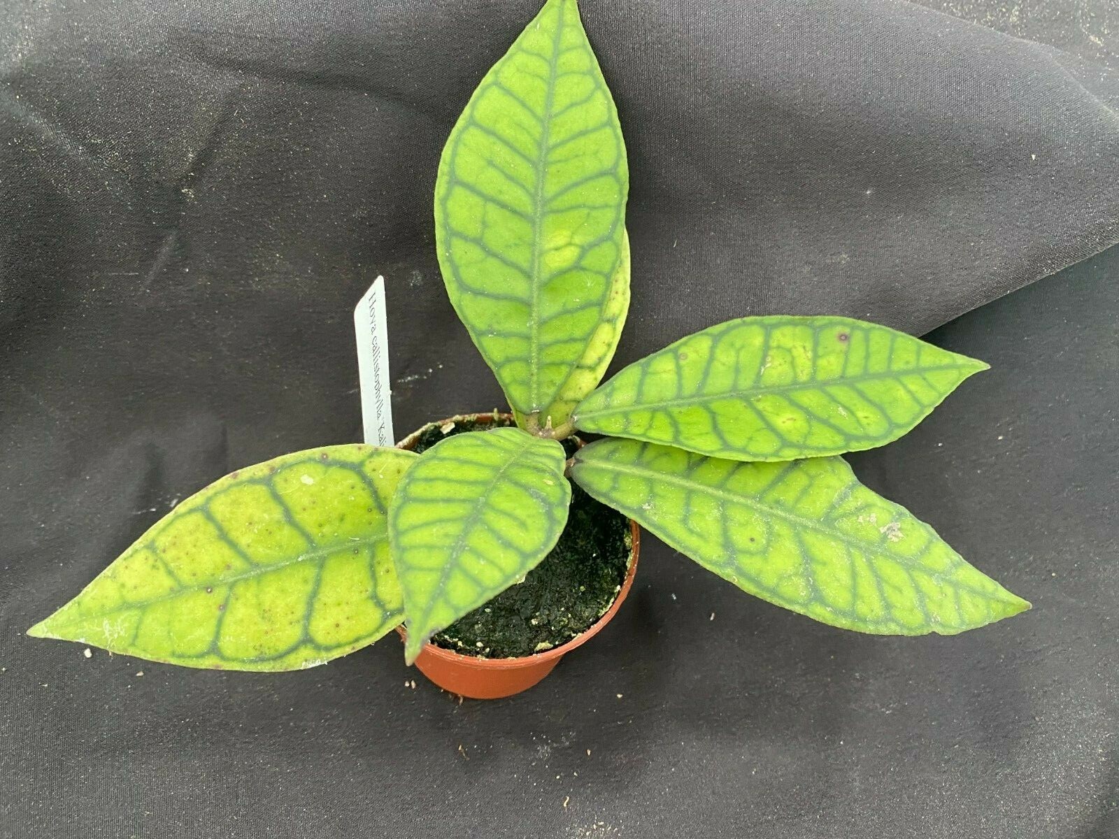 Hoya callistophylla ‘Kalimantan’ Rooted Plant Shipped in 3″ Pot