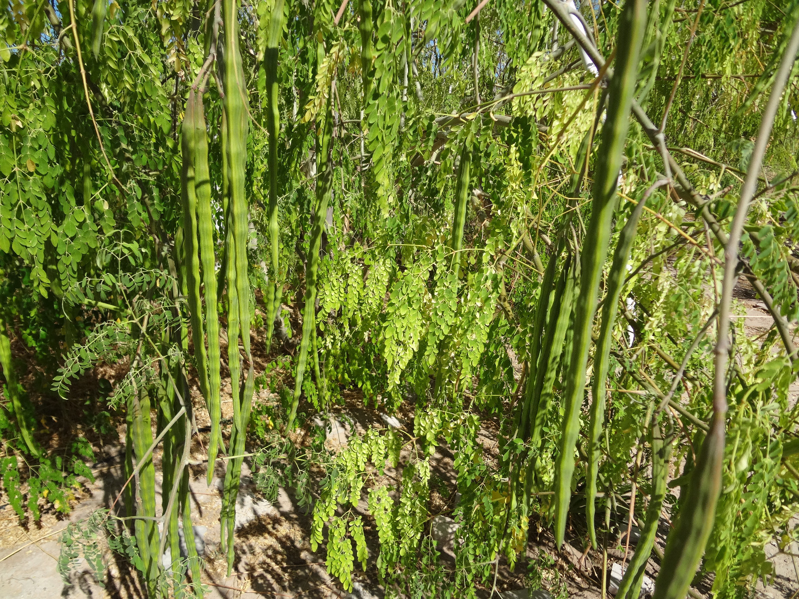 SUPER SPECIAL!! MORINGA Oleifera STX-2 Extremely Productive Organic-Grown SEEDS