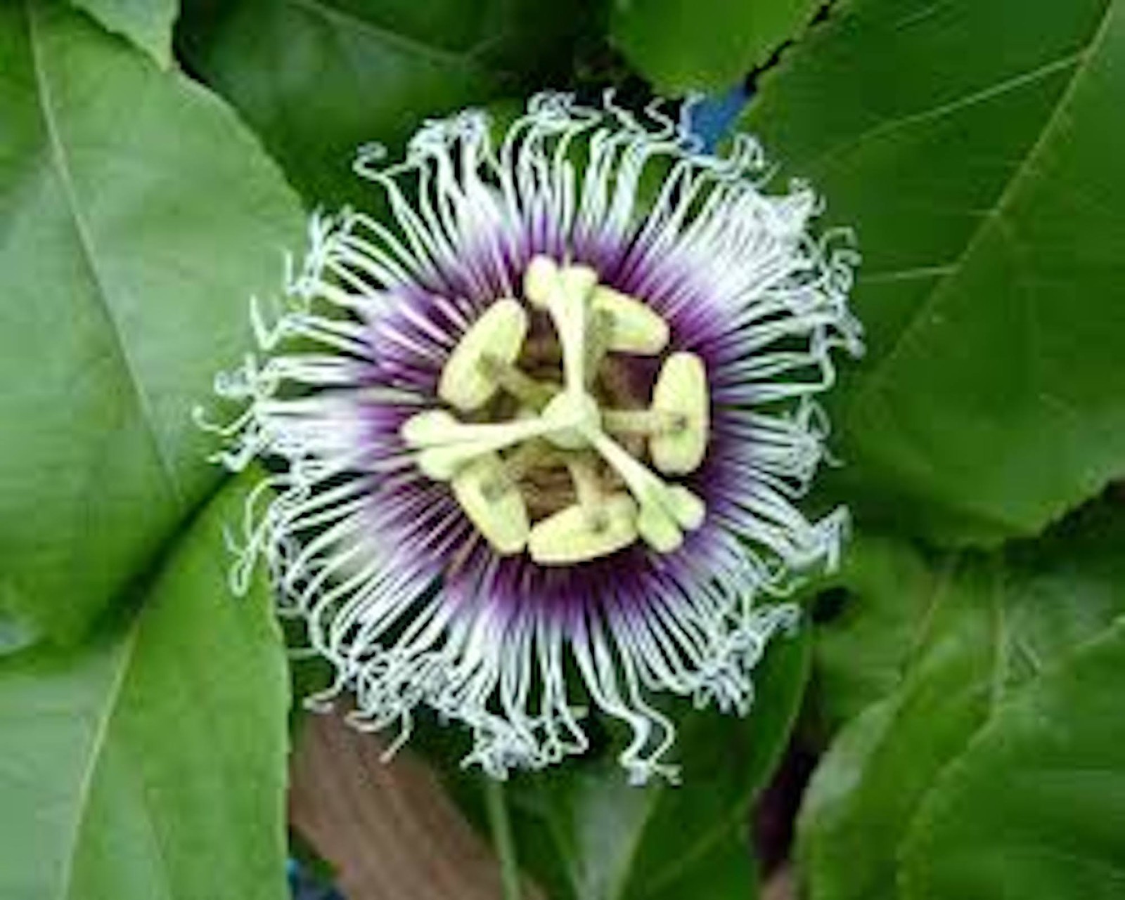 1 Purple Passion Fruit Starter Plant Passiflora edulis