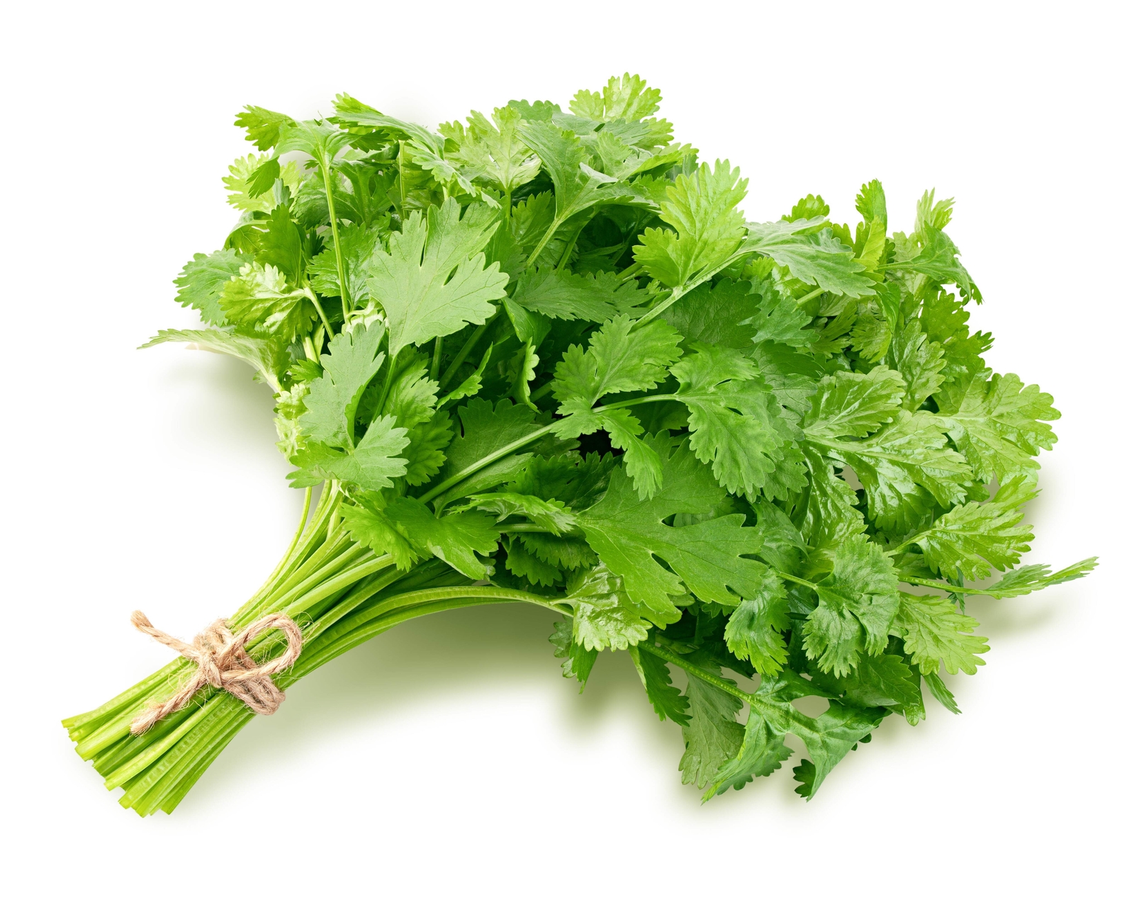 1000 CILANTRO / CORRIANDER / Chinese PARSLEY Coriandrum Sativum Herb Seeds