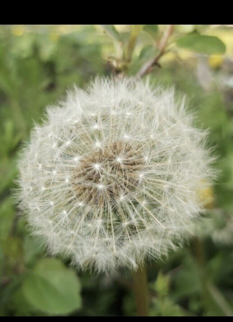 1000+ DANDELION SEEDS SUPER FOOD SALADS HERB MEDICINAL ORGANIC PERENNIAL NON-GMO