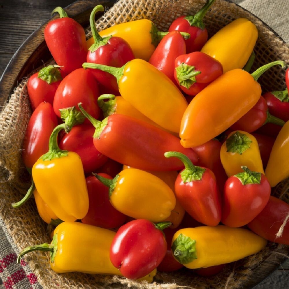 Mini Bell Pepper Seeds Mixed Colors, Non-GMO Grown Organically – Garden Seeds