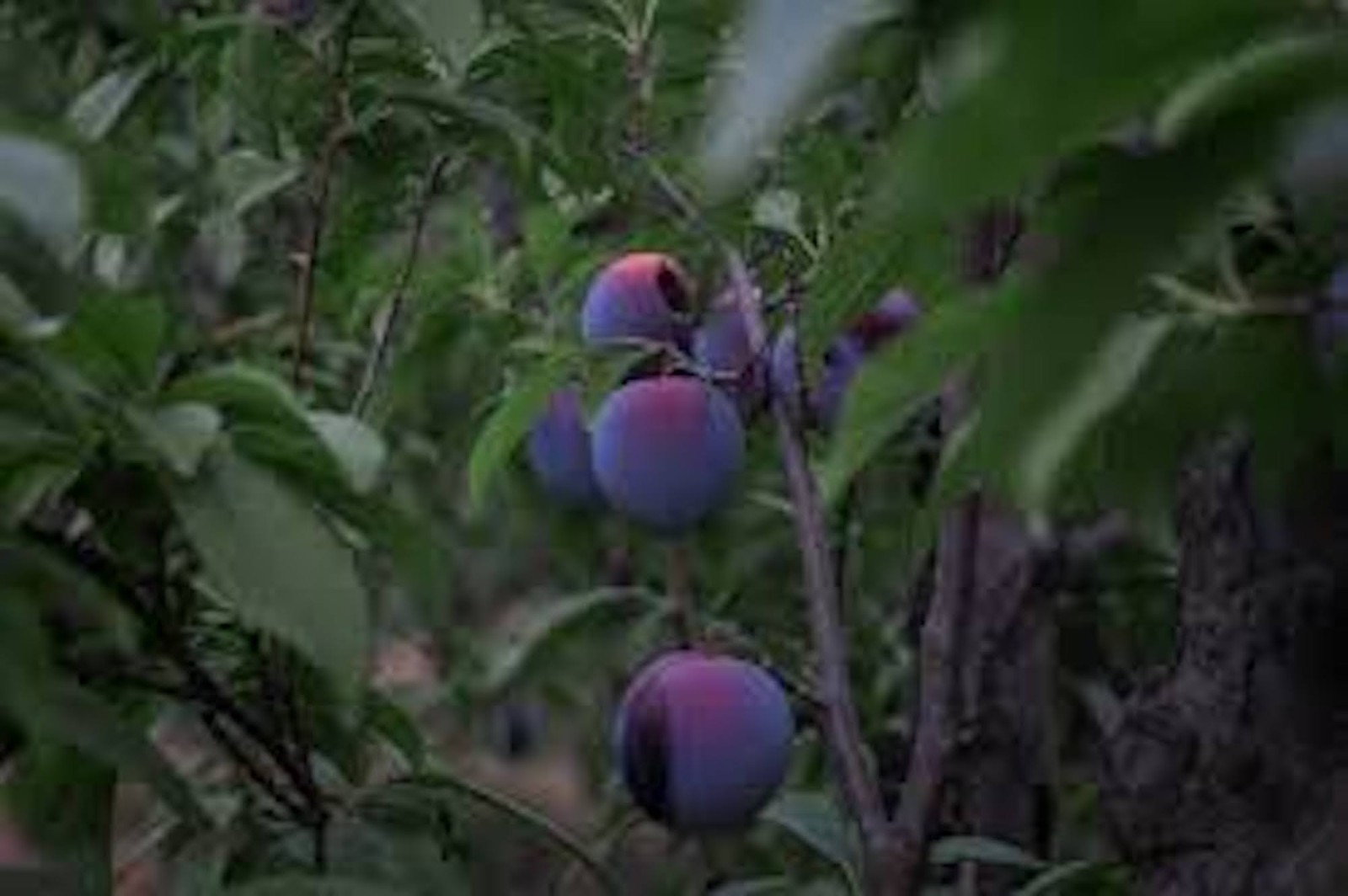 1 Purple Passion Fruit Starter Plant Passiflora edulis