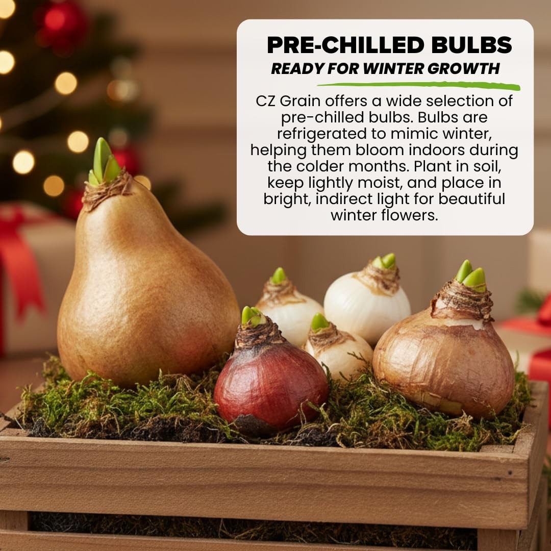 Pre-Chilled Crocus Bulbs for Forcing Indoors Easy Flowers in Pots or Planters 10