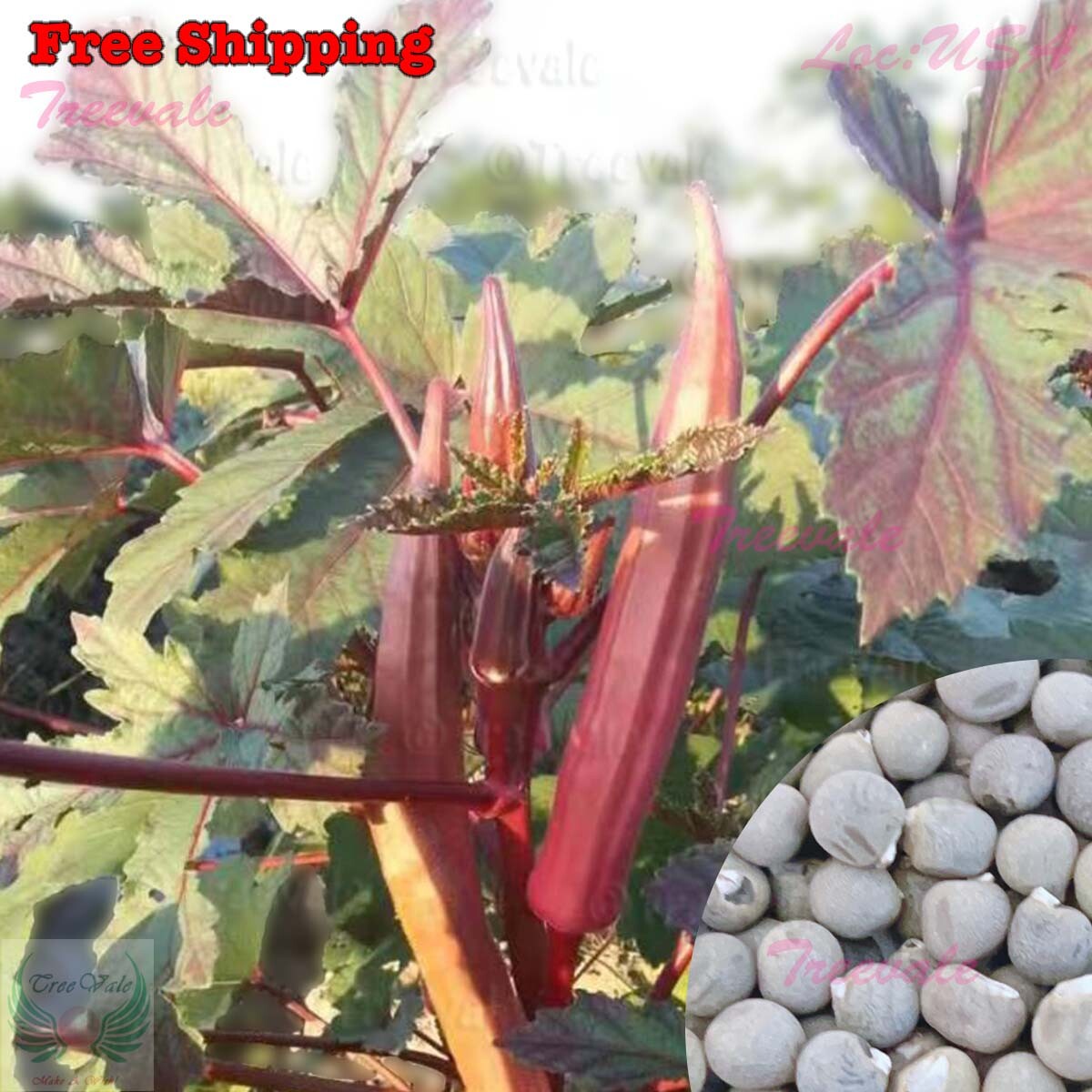Red Burgundy Okra Seeds | Red Velvet Okra, Royal Burgundy Okra, Okra Seeds