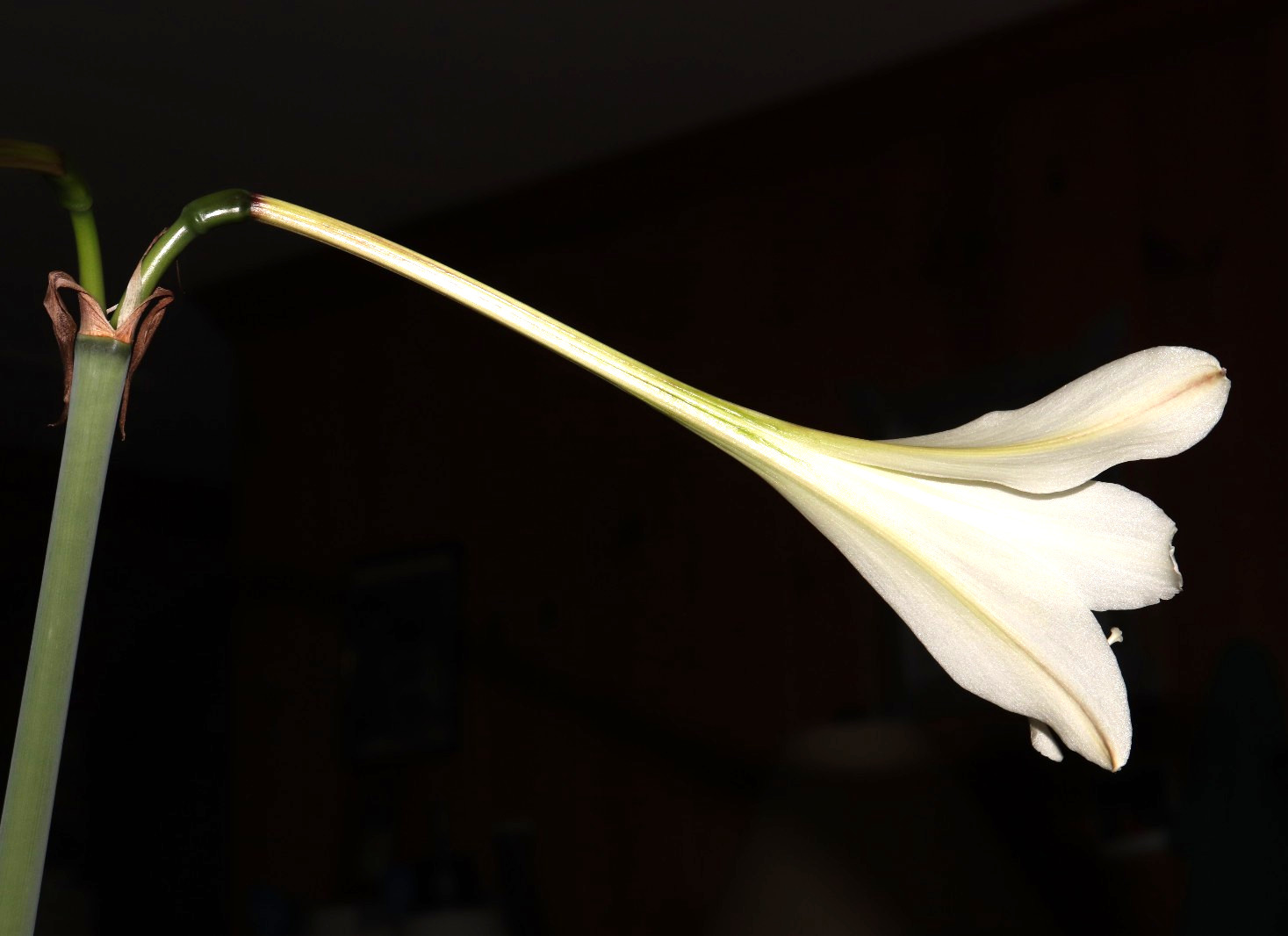 Hippeastrum solandriflorum 5 year bulb Venezuela