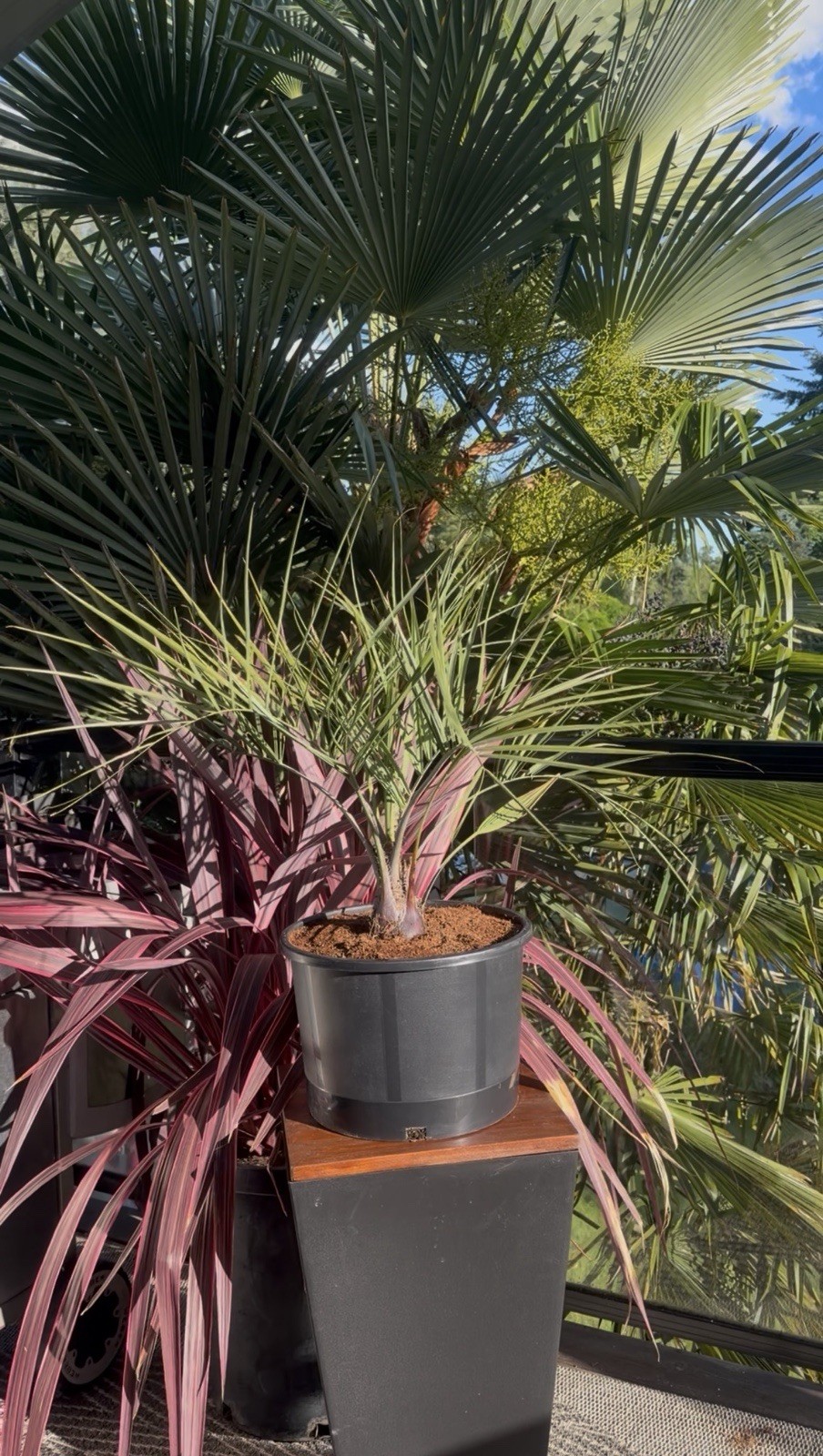 Butia X Jubaea Hybrid – LIVE – 10F Cold Hardy Snow/Ice Resilient – Rare Tropical