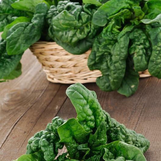 500 GIANT NOBLE SPINACH SEEDS NON – GMO LONG STANDING SPINACH VARIETY