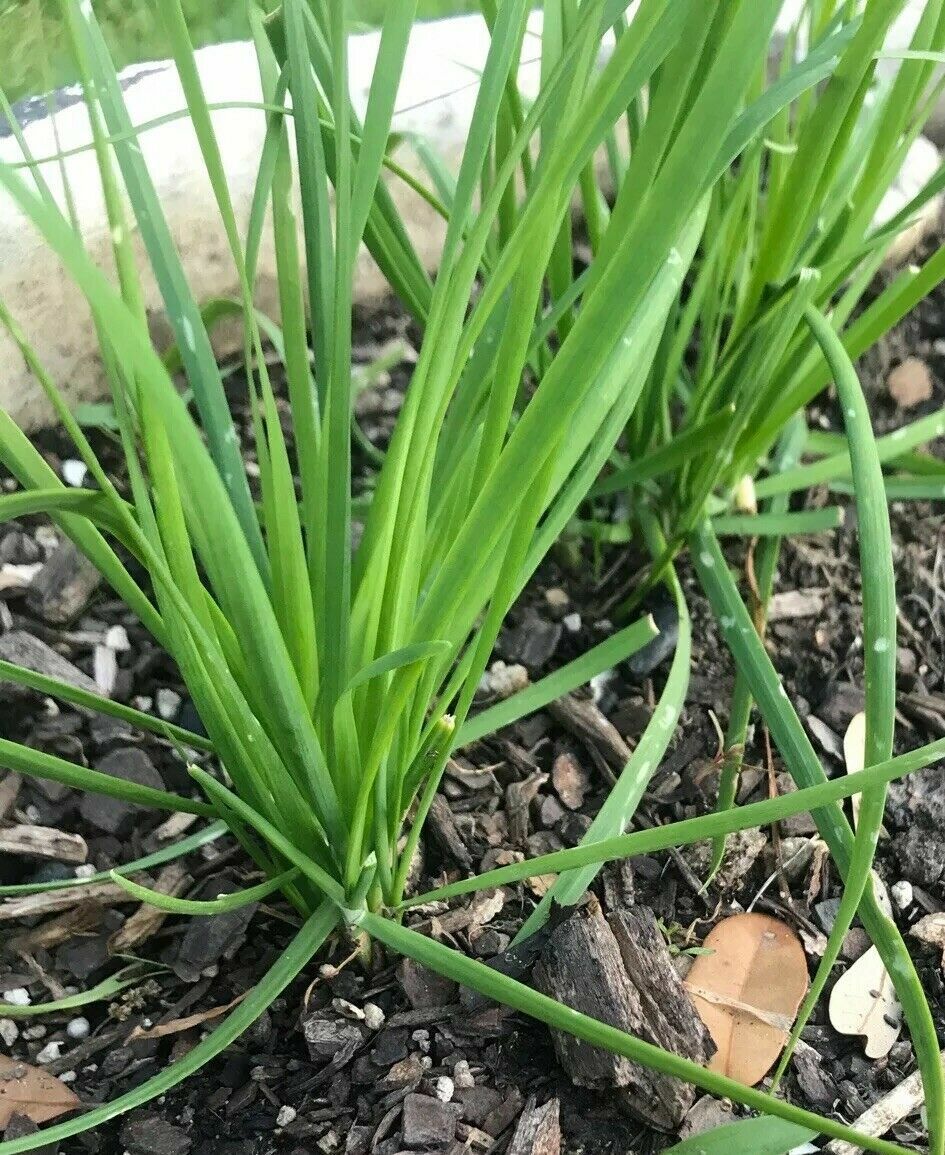 10 Fresh Garlic Chinese Chives He leek Allium Bare Roots Live Plants Not Seeds