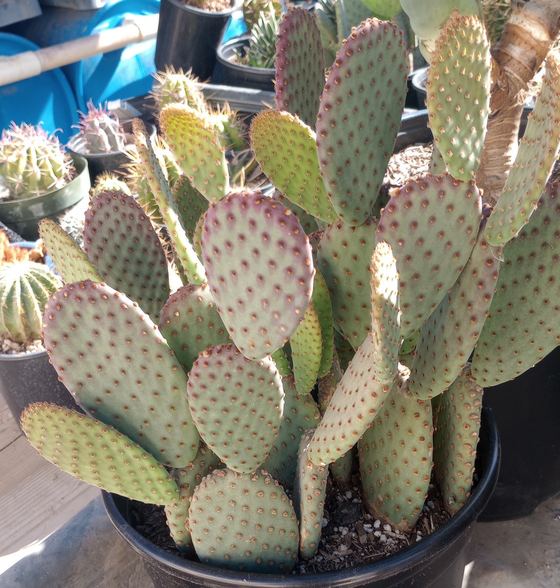 Opuntia microdasys x violacea Bunny Ears x Santa Rita Pads Easy Turn Purple
