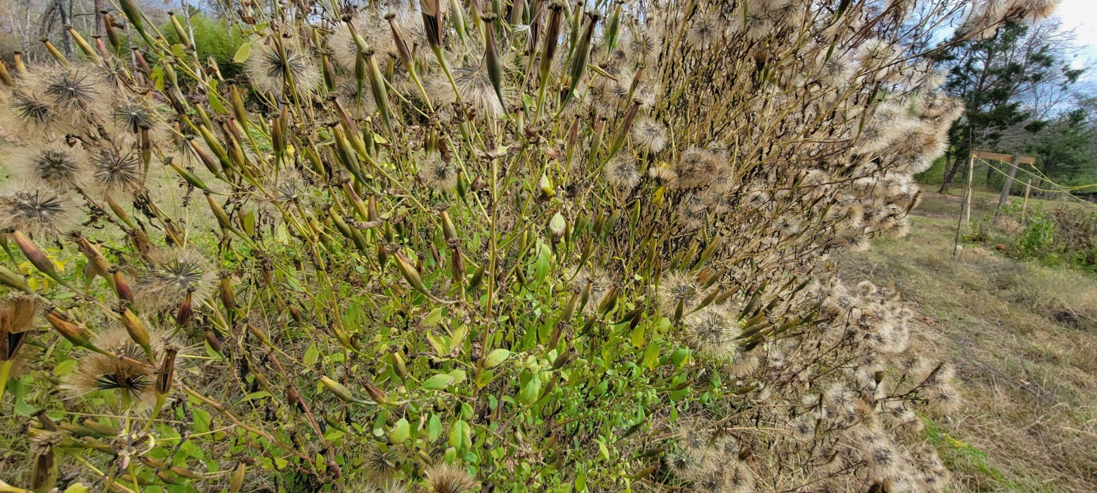 Papalo Quelite-pipicha – Chepiche–Porophyllum linaria–200 Seeds