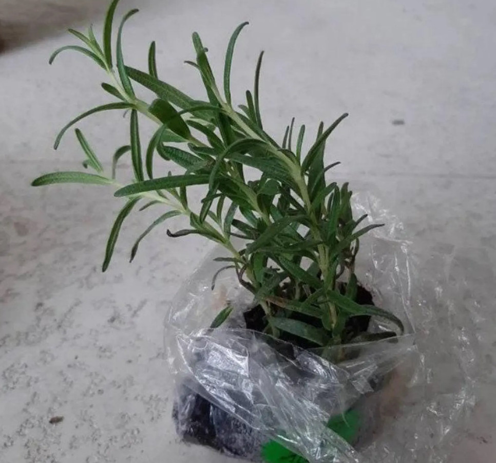 Set of 2 Live ARP Rosemary Plants – 2–5” Tall – No Pot – Culinary Herb