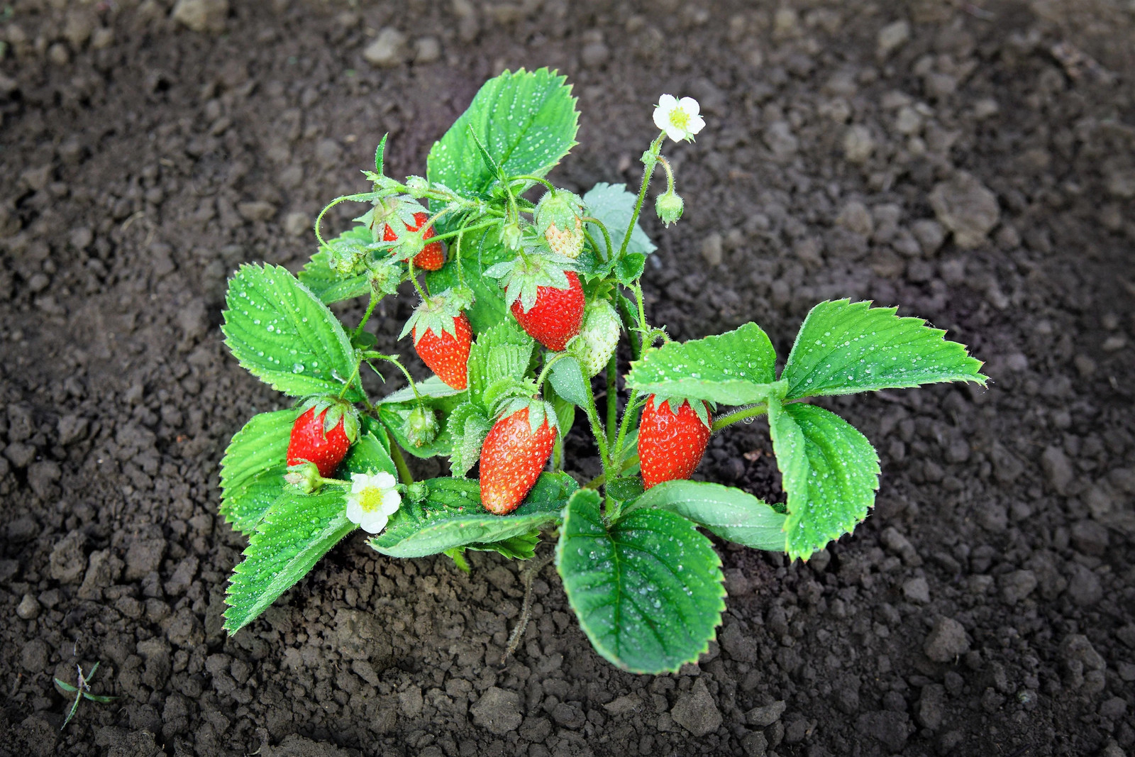 60 RUEGEN STRAWBERRY Everbearing Alpine Fragaria Vesca Red Berry Fruit Seeds