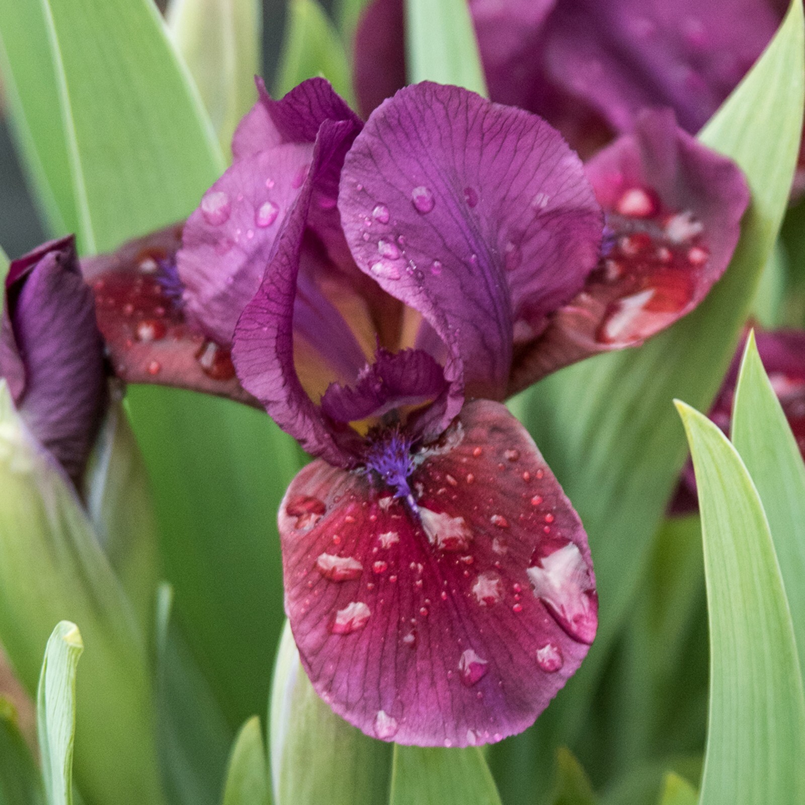 **CANDY APPLE* Dwarf Bearded Iris. Pre-Order, Fresh Dig, Combined Ship: Aug/Sep