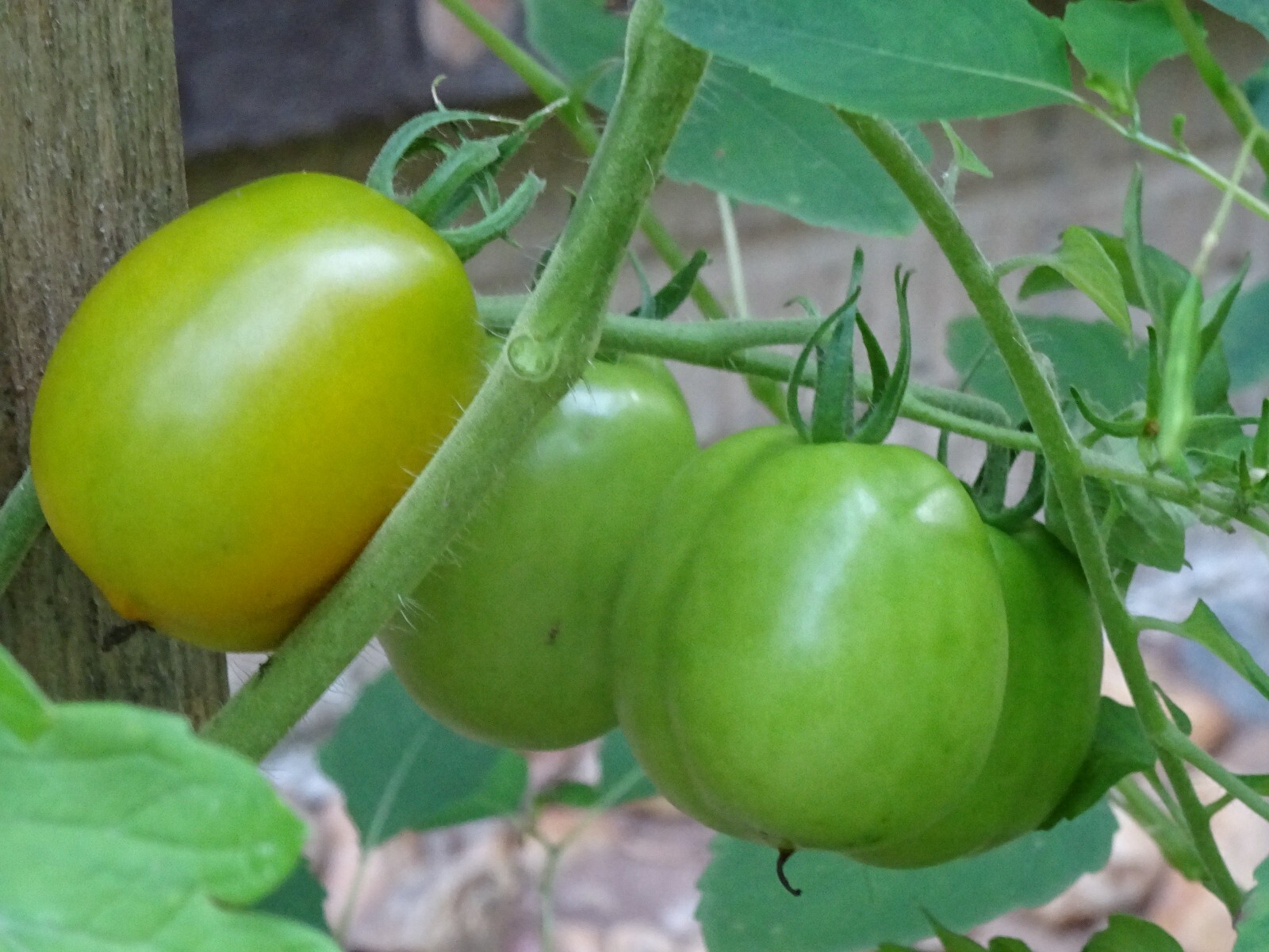 Extra Eros Zlatolaska Orange Heirloom Plum tomato 25seeds Organic from2024 RARE
