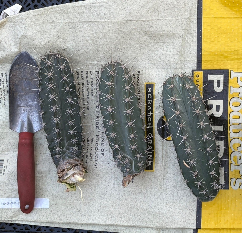 Exact 8 Inch Stenocereus griseus cactus cutting plant Texas US