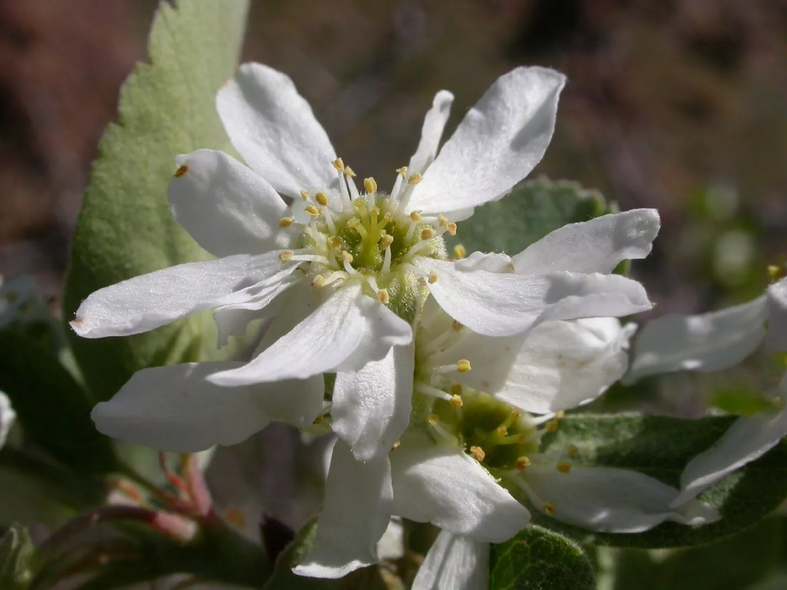 Serviceberry {Amelanchier u.} 20 Organic Pre-Stratified Seeds USA POST