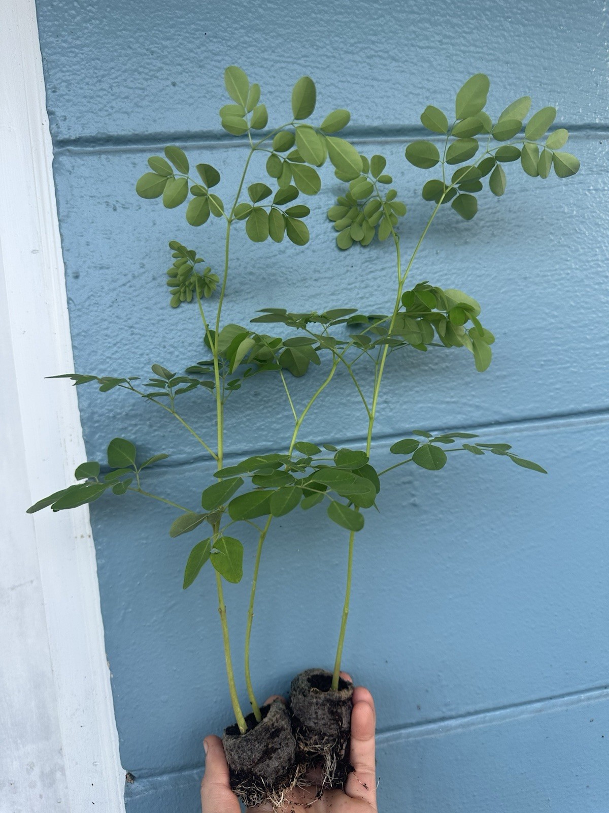 Moringa Plants 4 LIVE Seedling 1 Foot Tall Superfood Medicinal Tree Miracle Tree