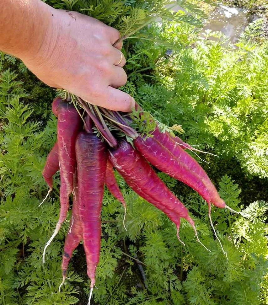 Purple Dragon Carrot Seeds | Cosmic Orange Yellow Core Red Skin Stars Seed 2024