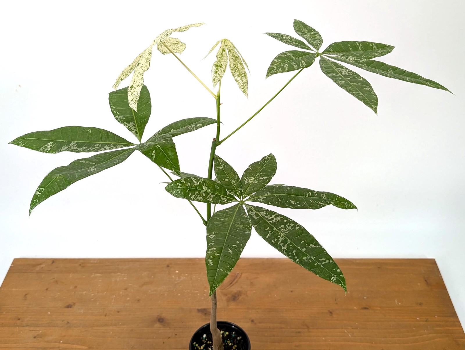 Albo Milky Way Variegated Money Tree (Pachira) 4” pot