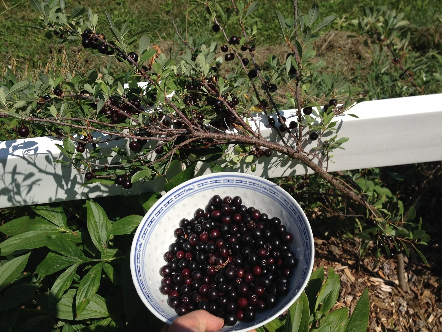 1 Hansens bush cherry, rooted plant, Zones 2-8 self pollinat