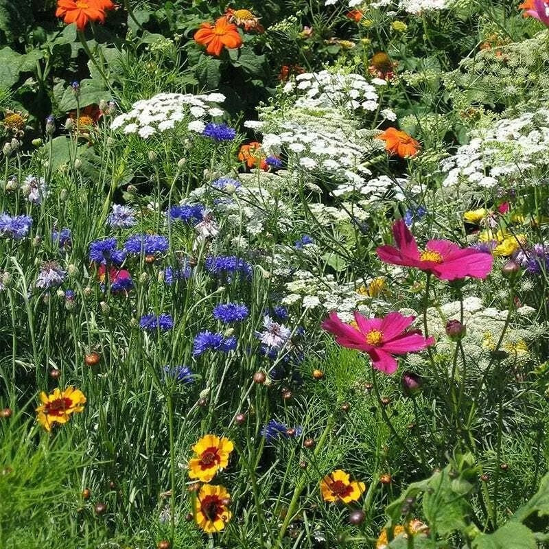 500+ Wildflower Mix Seeds – DROUGHT RESISTANT – 25 Species – Dry Area – Non-GMO