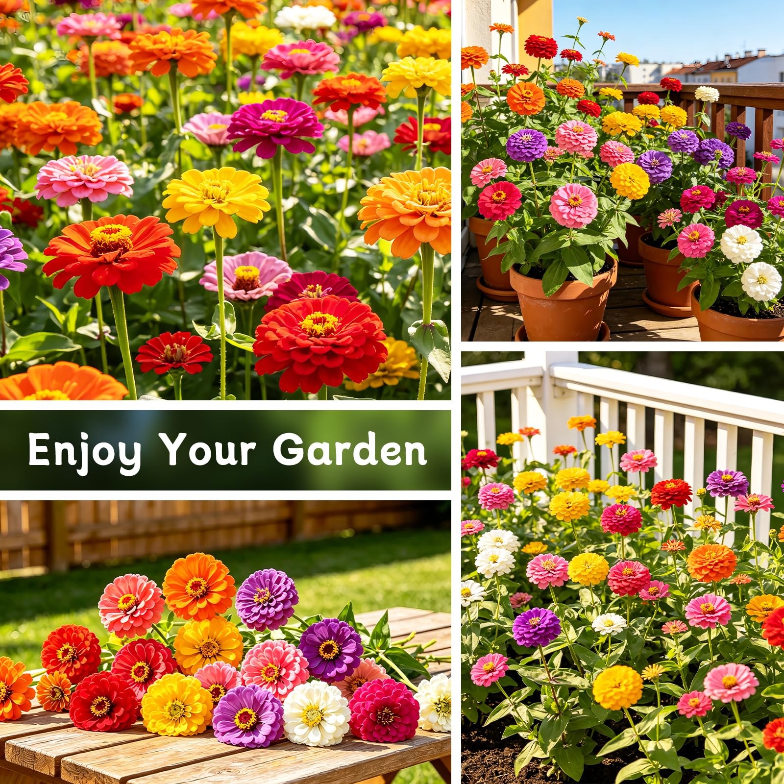 Zinnia Seeds for 2026, 6,000+ California Giant Zinnia Seeds Bulk, Double Dahl…