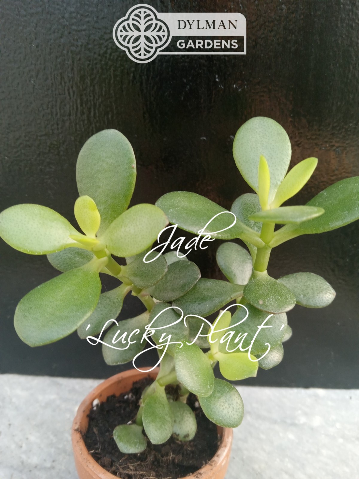 Jade Plant (Crassula Ovata) – Lucky Plant – Indoor Houseplant – Multiple Sizes