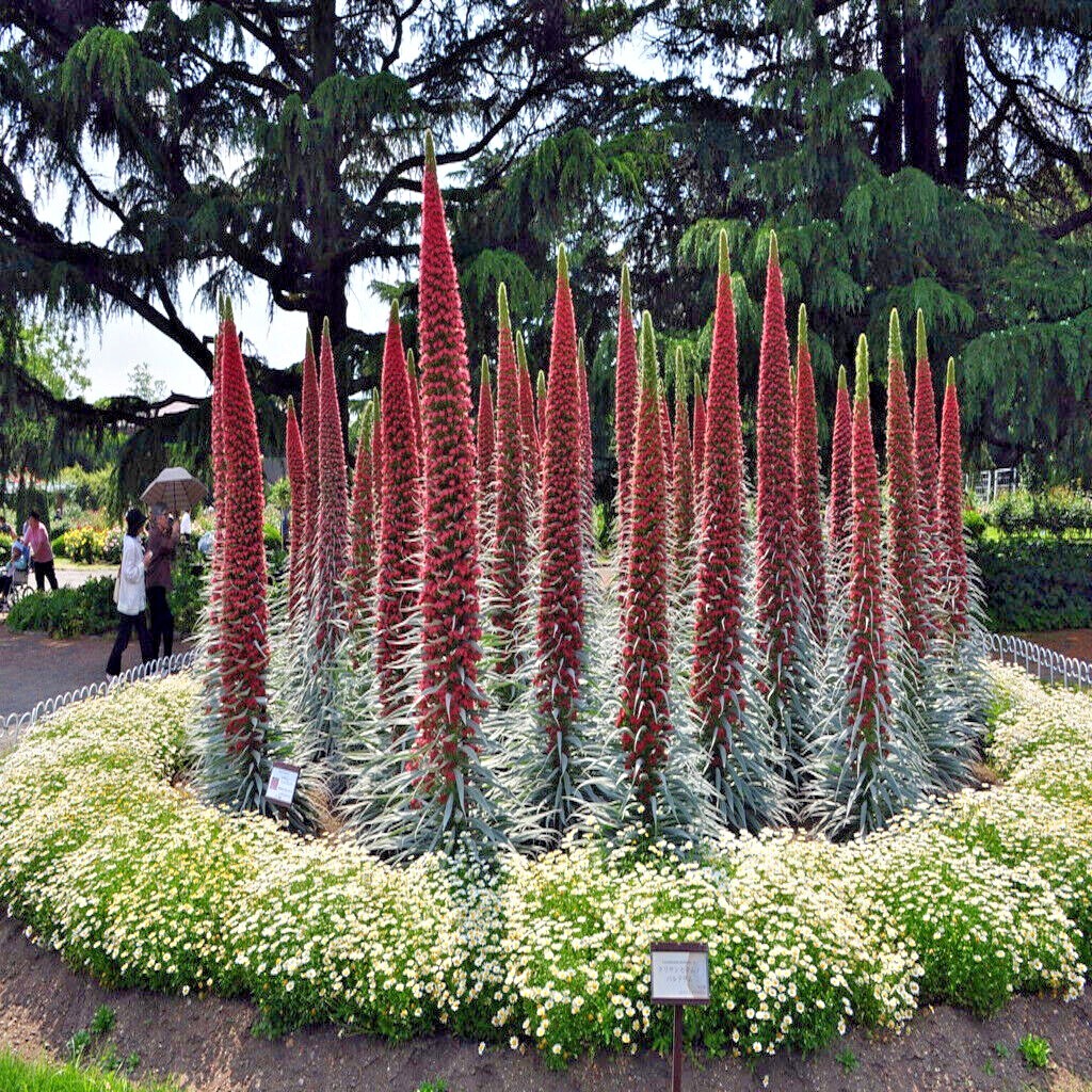 20 TOWER OF JEWELS SEEDS (Echium Wildpretii) Hummingbird Garden Flower Plant