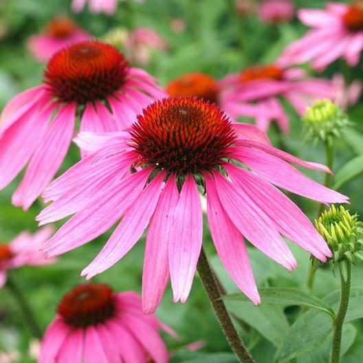 Coneflower CONEHEAD Mix Echinacea 90% Perennials 7 Flower Species USA 400+ Seeds