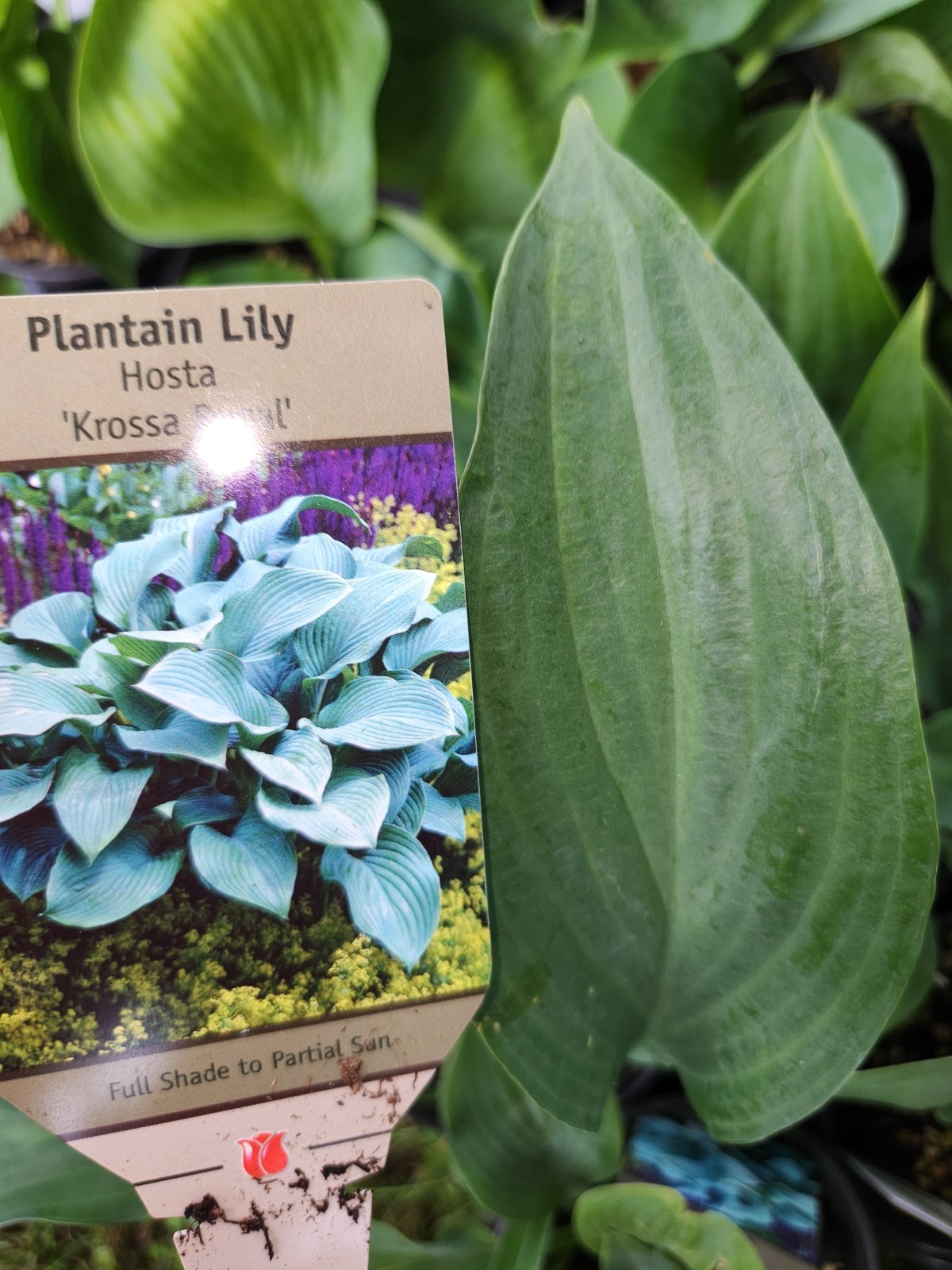 HOSTAS – Several Varieties, Healthy Live Plants, Bare Root, Large & Extra Large