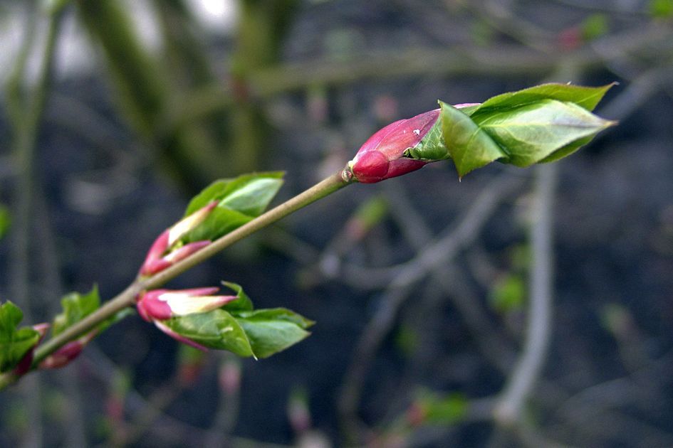 Scarlet Euonymus, Euonymus sachalinensis, Shrub Seeds