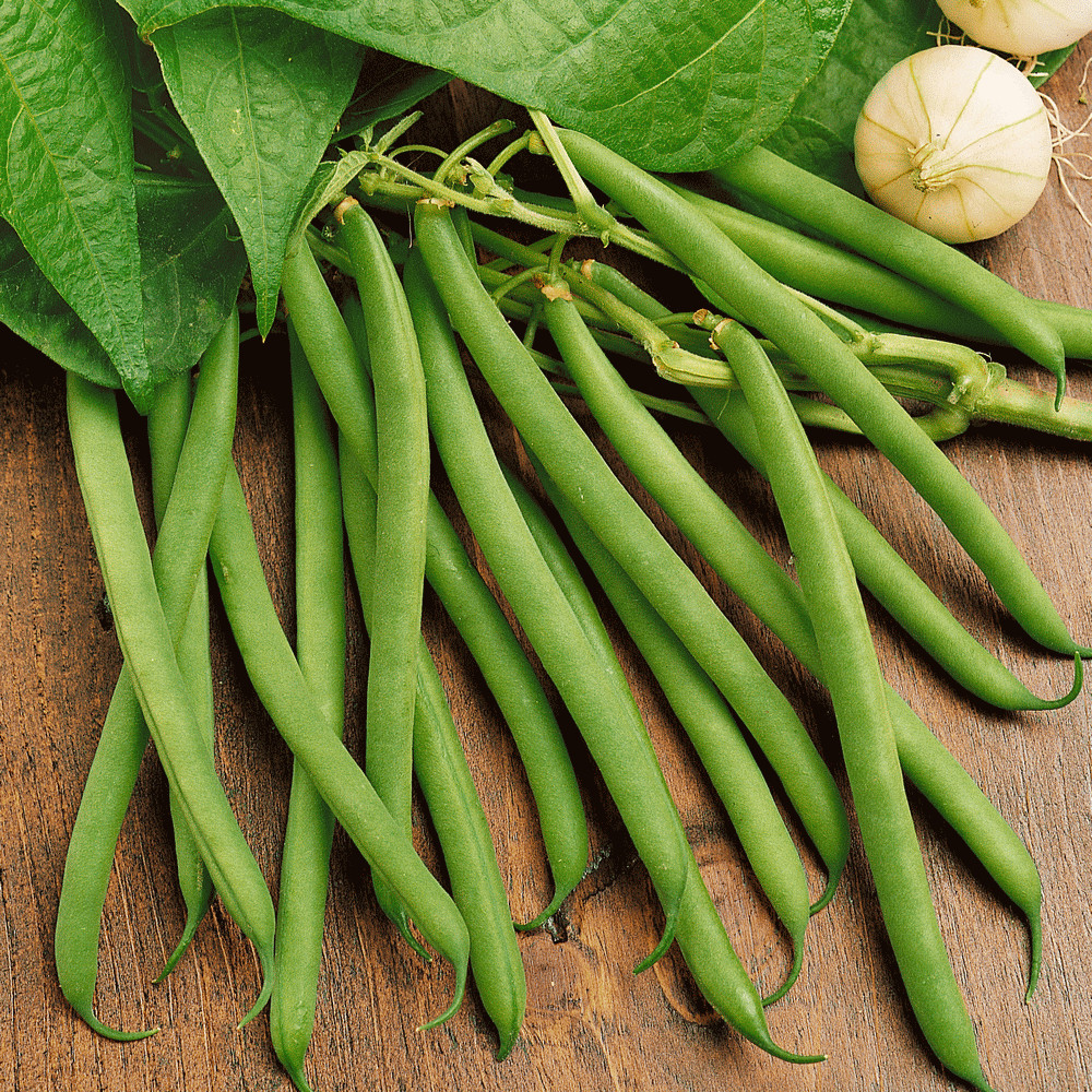 Provider Green Bean Seeds | Heirloom Non GMO Vegetable Seed 2024 Fast Shipping
