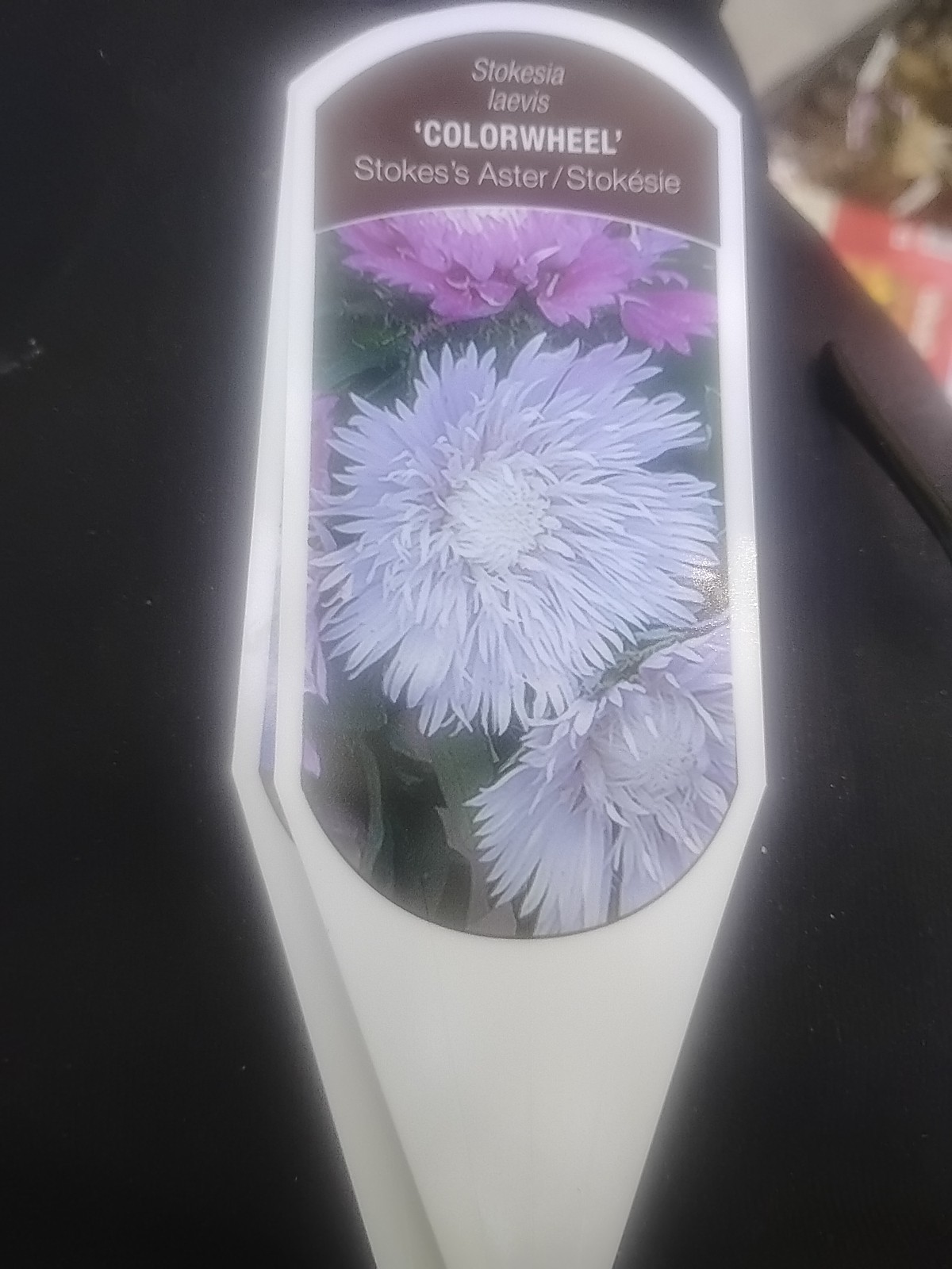 $18 ValuBEAUTIFUL COLOR SHIFTING! STOKESIA COLORWHEEL EASY DROUGHT & HEAT RESIS.