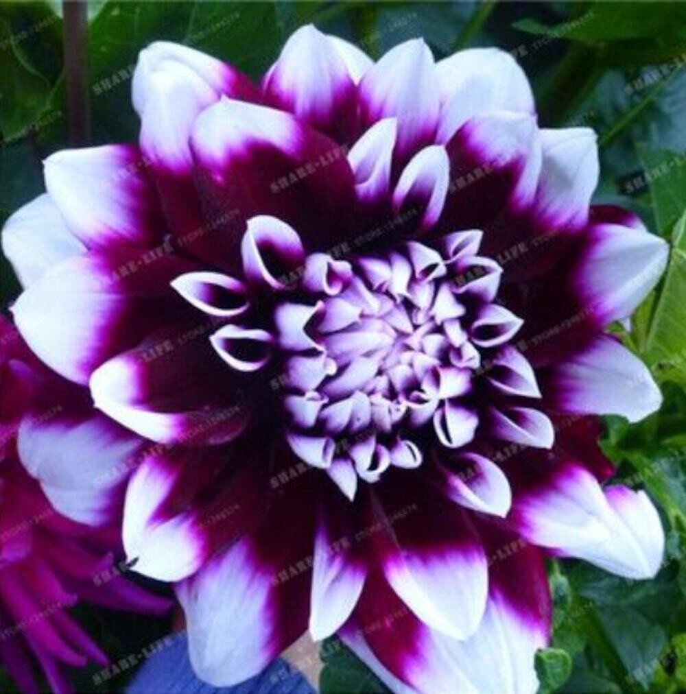 20 SEEDS for Purple White EDINBURGH DAHLIA rare flower exotic plant USA Seller