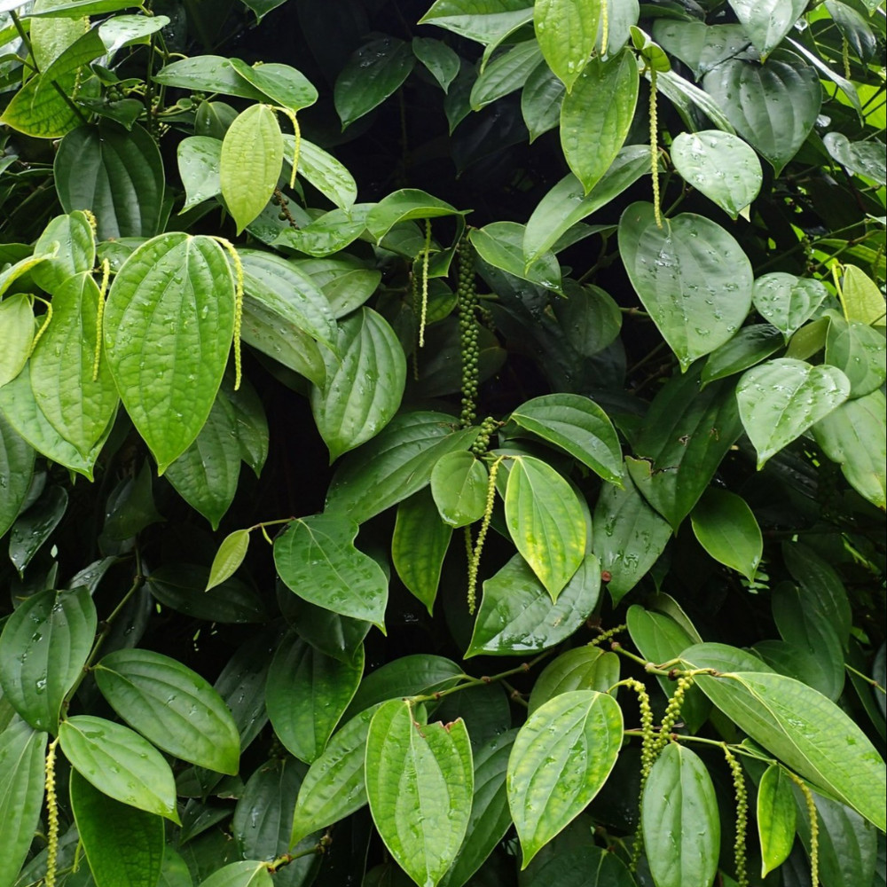 Black Pepper Plant Piper Nigrum Live Plant 4-6 Inches Tall Rooted Vine